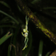 Image for article titled This otherworldly amphibian has a completely transparent underbelly